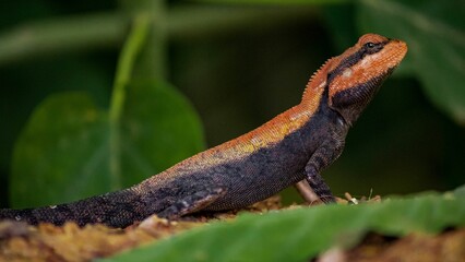 Closeup shot of the Pogona vitticeps Lizard in the jungle
