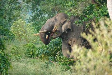 Sumatran elephant eating green tree leaves in the forest