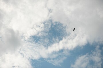 Bird flying high against a blue cloudy sky on a sunny day