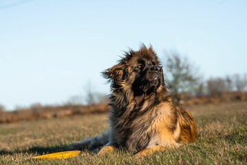 Cute fluffy Leonberger dog lying on the grass on a sunny day
