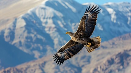 Obraz premium Majestic Eagle Soars High Above Towering Mountain Peaks Against Stunning Azure Sky