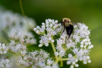 Bug on a white blossom plant
