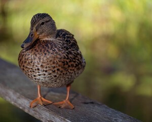 Baby mallard walking on a wood