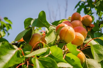 Ripe apricot fruits under the sunlight, close-up