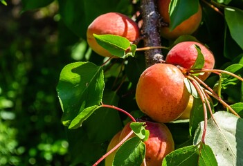 Ripe apricot fruits under the sunlight, close-up