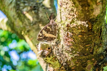 Beautiful brown-white patterned Brintesia butterfly on tree bark, macro