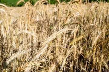 Yellow wheat in the field ready for harvest
