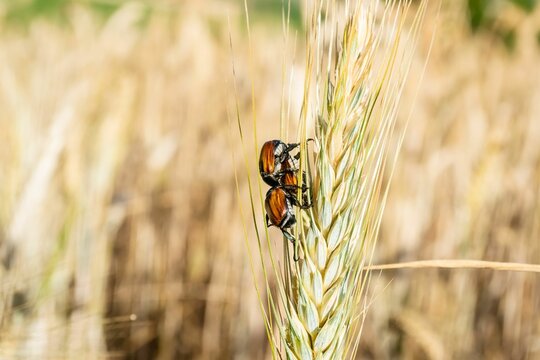 Anisoplia Austriaca on the wheat ear in the wheat field, macro