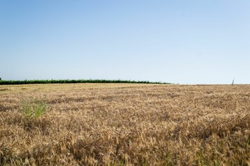 Yellow wheat in the field ready for harvest