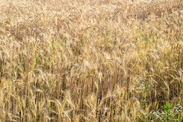 Yellow wheat in the field ready for harvest