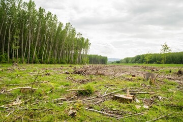 View of cut down trees in the forest © Wirestock