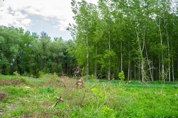 Green meadow with the forest in the background. Planned deforestation.