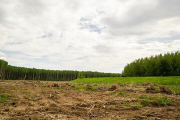 Obraz premium View of the green meadow with the forest in the background. Planned deforestation.
