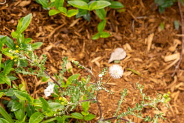 A weed in the garden gone to seed
