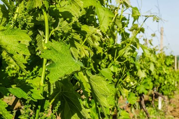 Rows of growing green grapevines sunlit by the spring sun on a vineyard plantation in Serbia