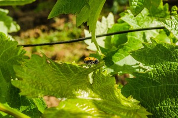 Closeup shot of a yellow ladybug crawling on a green grapevine