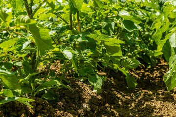 Rows of young green potato plants growing on a farm