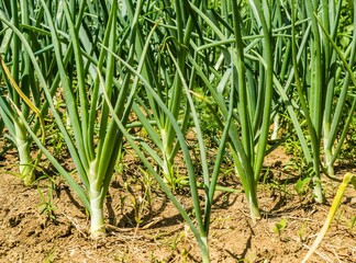 Rows of young green spring onion plants growing on a farm