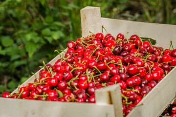 Closeup shot of a pile of bright red cherries in a wooden cart at a farm