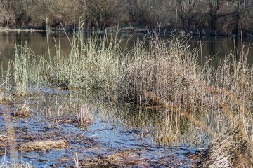 Pond near the bare trees of a forest