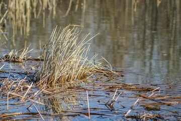 Closeup of marsh grass on a pond