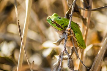 Closeup of a green frog in dry grass