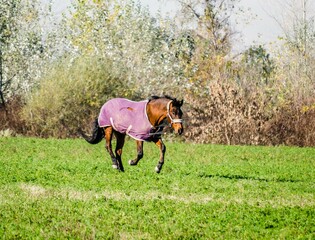 Horse running in a pasture near the city of Novi Sad, Serbia