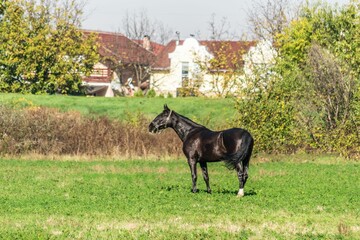 Horse grazing during the day in a pasture near the city of Novi Sad, Serbia