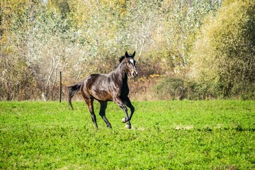 Dark brown horse running in a green pasture near the city of Novi Sad, Serbia - obrazy, fototapety, plakaty