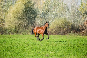 Brown horse running in a green pasture near the city of Novi Sad, Serbia - obrazy, fototapety, plakaty