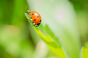 Naklejka premium Closeup shot of a Ladybug standing on a green leaf in the wild
