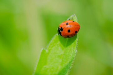 Macro of a ladybug on a sunny green leaf of grass.