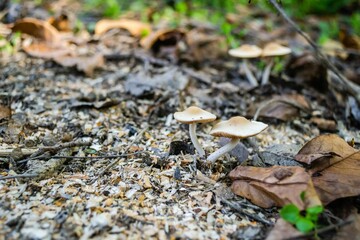 Macro shot of Mushrooms growing in the forest in the autumn.