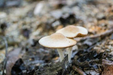 Macro shot of Mushrooms growing in the forest in the autumn.