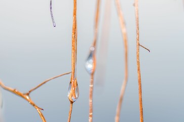 Macro shot of a brown plant with morning dew drops on it on an isolated background
