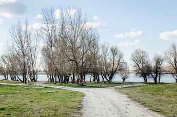 Landscape of a park with weathered trees and a lake