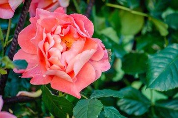 Closeup of a pink rose growing on a green bush in a garden