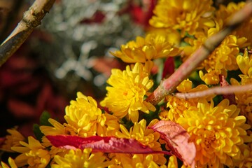 Closeup of beautiful orange flowers on a branch in a garden