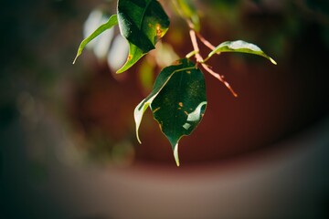 Closeup of green leaves on branch with blurred background
