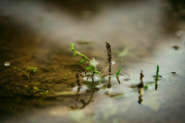Closeup of tendrils growing in a pond - obrazy, fototapety, plakaty