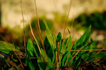 Closeup of bright green plant leaves and branches growing on the ground in nature