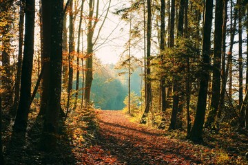 Beautiful shot of the sun shining onto a trail in an autumn park