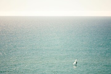 Person windsurfing on the tranquil turquoise seascape while on vacation on Canary Islands