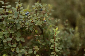 Closeup of a bog blueberry bush in Poland