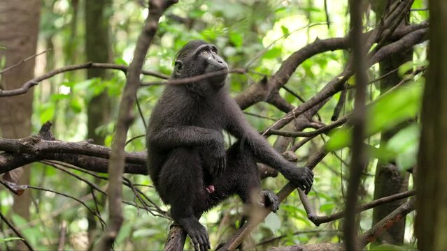 Male sulawesi crested macaque sitting on a branch in rainforest