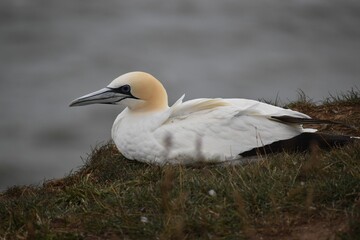 Northern gannet bird perching on grass