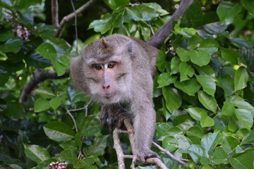 Closeup of macaque monkey perching on tree