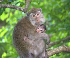 Naklejka na ściany i meble Closeup of macaque monkey hugging baby and perching on tree