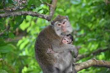 Closeup of macaque monkey hugging baby and perching on tree