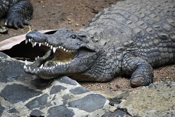 Close-up shot of a scary crocodile